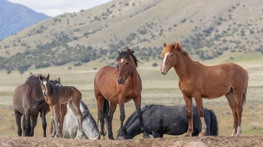Herd Stallions: The Cooperative Nature of Leadership
