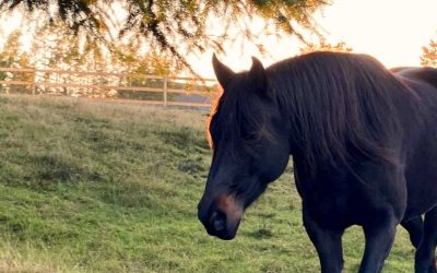 7 Reasons Why Horses Invade Your Space & 2 Ways Wild Horses Set Boundaries