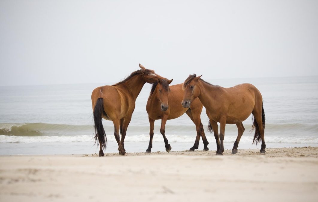 Meeting the Horse in its World: Natural Horse Language vs. Conditioning