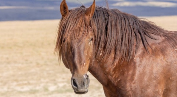 Confident Wood element stallion showing bold posture and forward energy – example of horse personality type from the 5 Elements system.