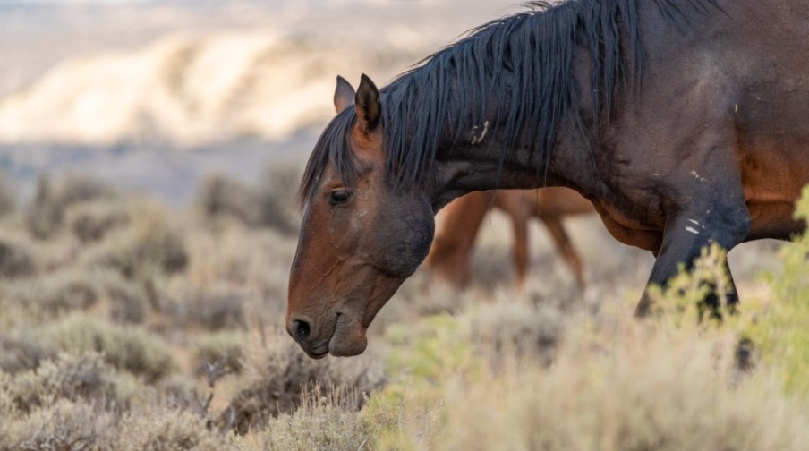 Who’s Really Leading Your Herd at Home? And Are They Meant to Lead?