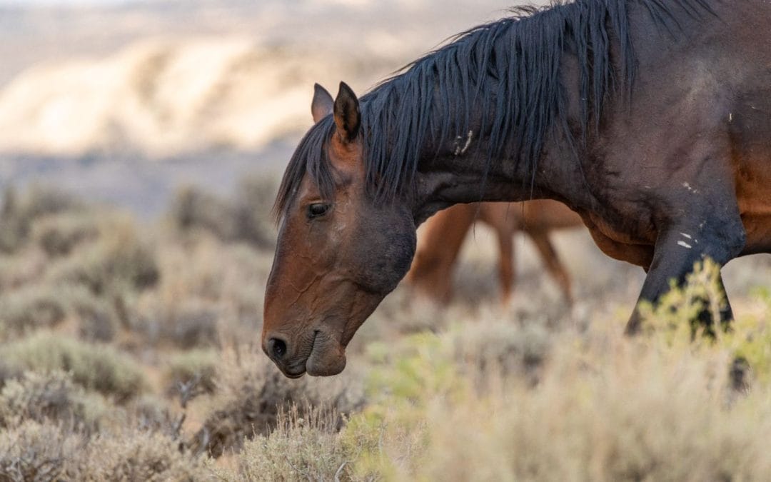 Rethinking Hierarchy in Horses: If It Looks Like Dominance, It Probably Isn’t