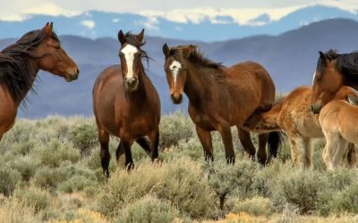 The Rise of Dominance: What Fear-Based Leadership Means for Horses—and for Us