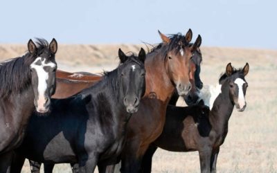 The Backfire Effect: When Other Horse People Challenge You for Being Gentle.