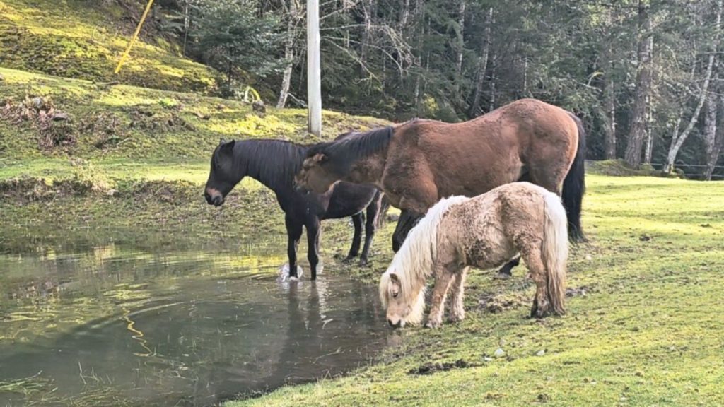 Does your horse constantly invade your personal space? Understanding why horses invade space is crucial for building better boundaries.