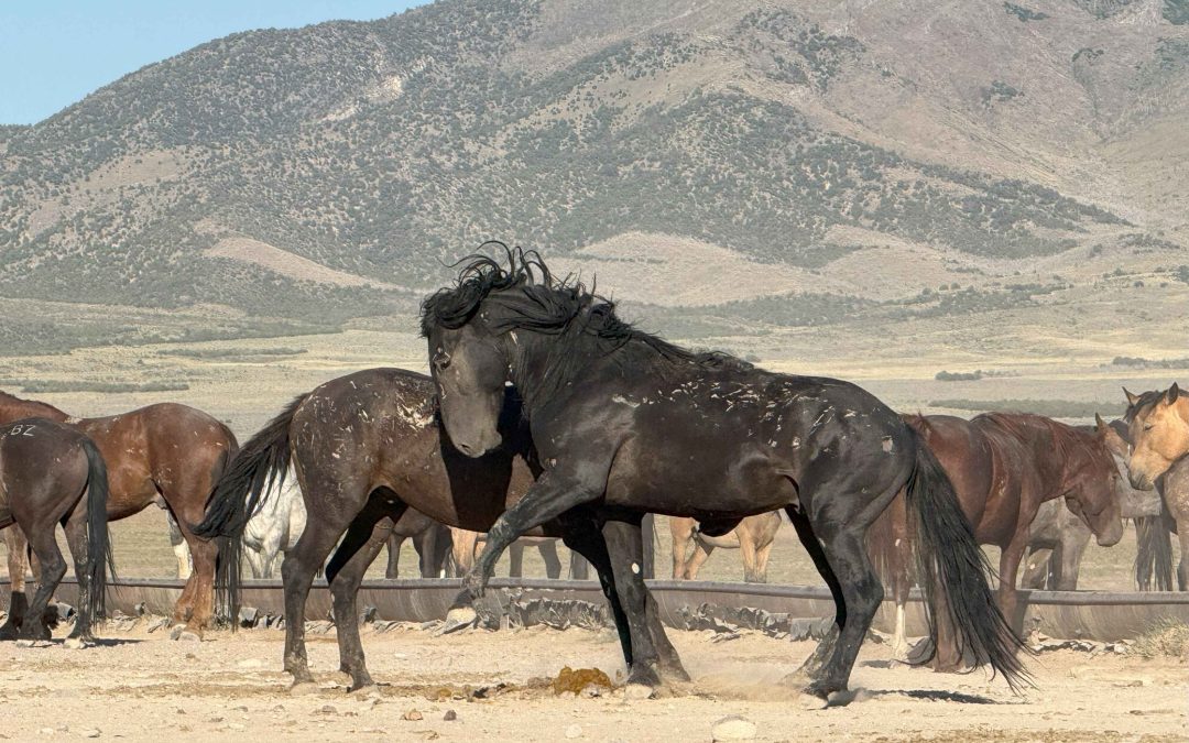The Rise of Dominance: What Fear-Based Leadership Means for Horses—and for Us