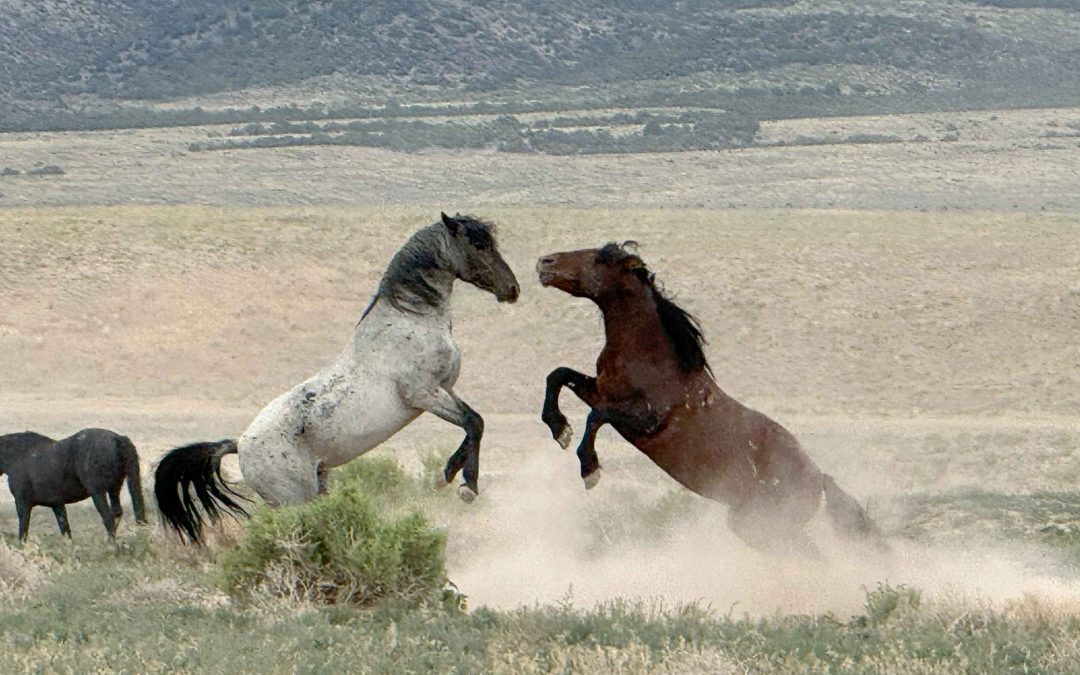 How We Unintentionally Desensitize Our Horse to Wild Horse Signals: The Join-Up
