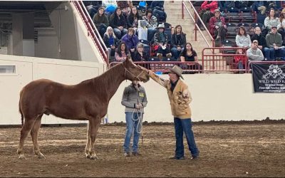 The Warwick Schiller Paradox: True Consent in Horse Training