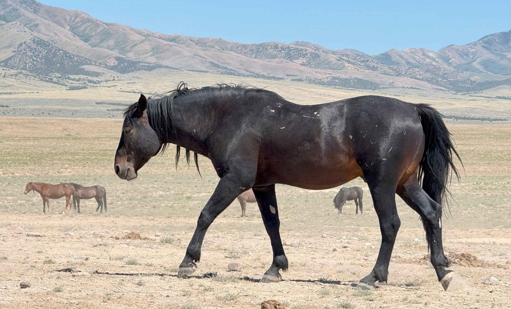 Black wild stallion moving forward with clear focus and direction.