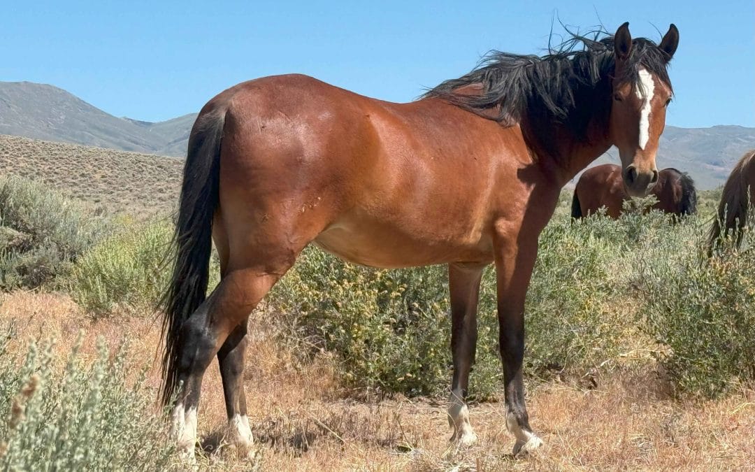 7 Reasons Why Horses Invade Your Space & 2 Ways Wild Horses Set Boundaries