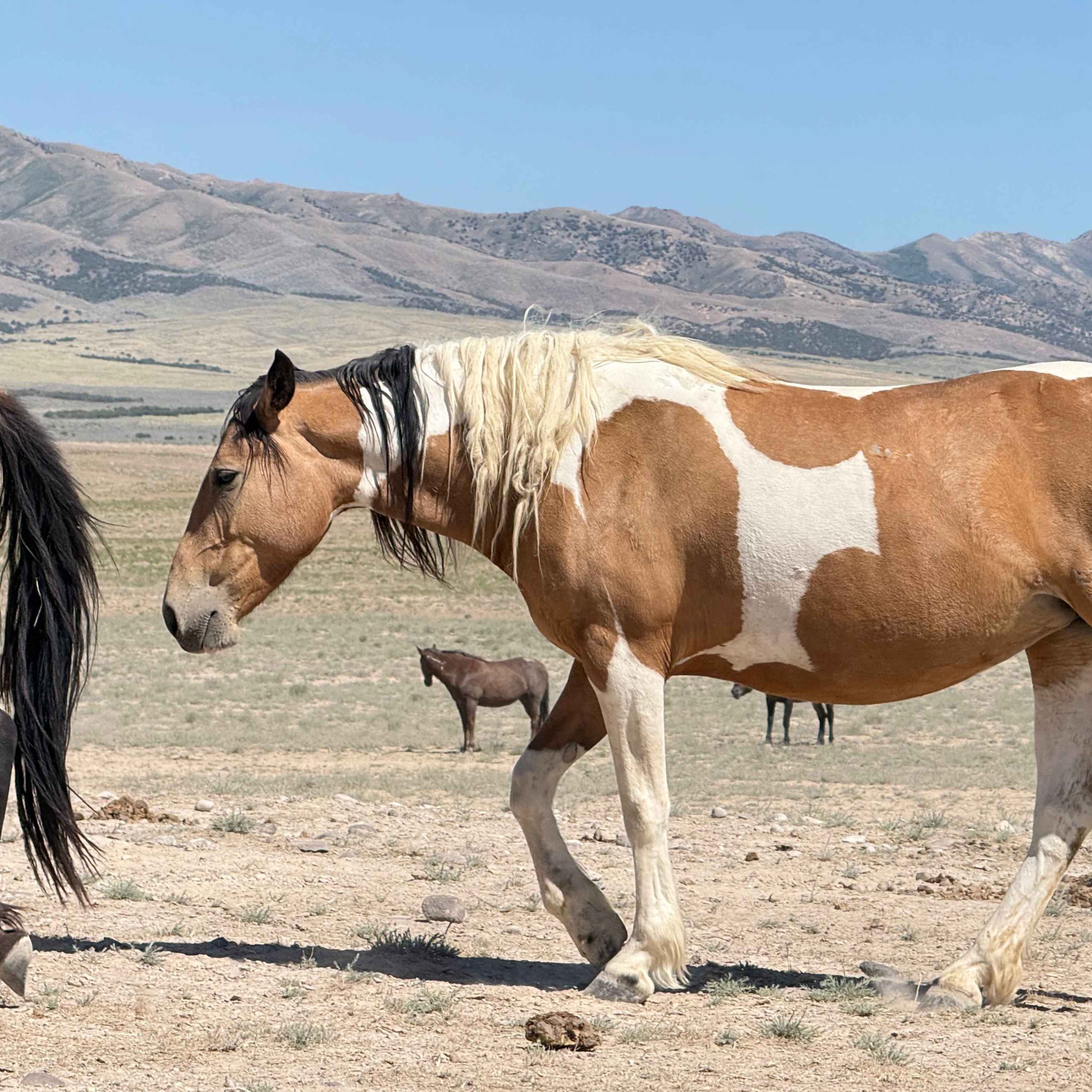 Pinto wild mare standing strong and free.