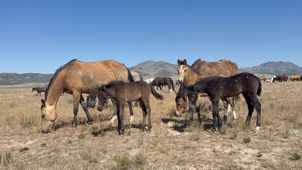 Wild horse band standing together in open landscape, illustrating fluid social organization inside a natural band.