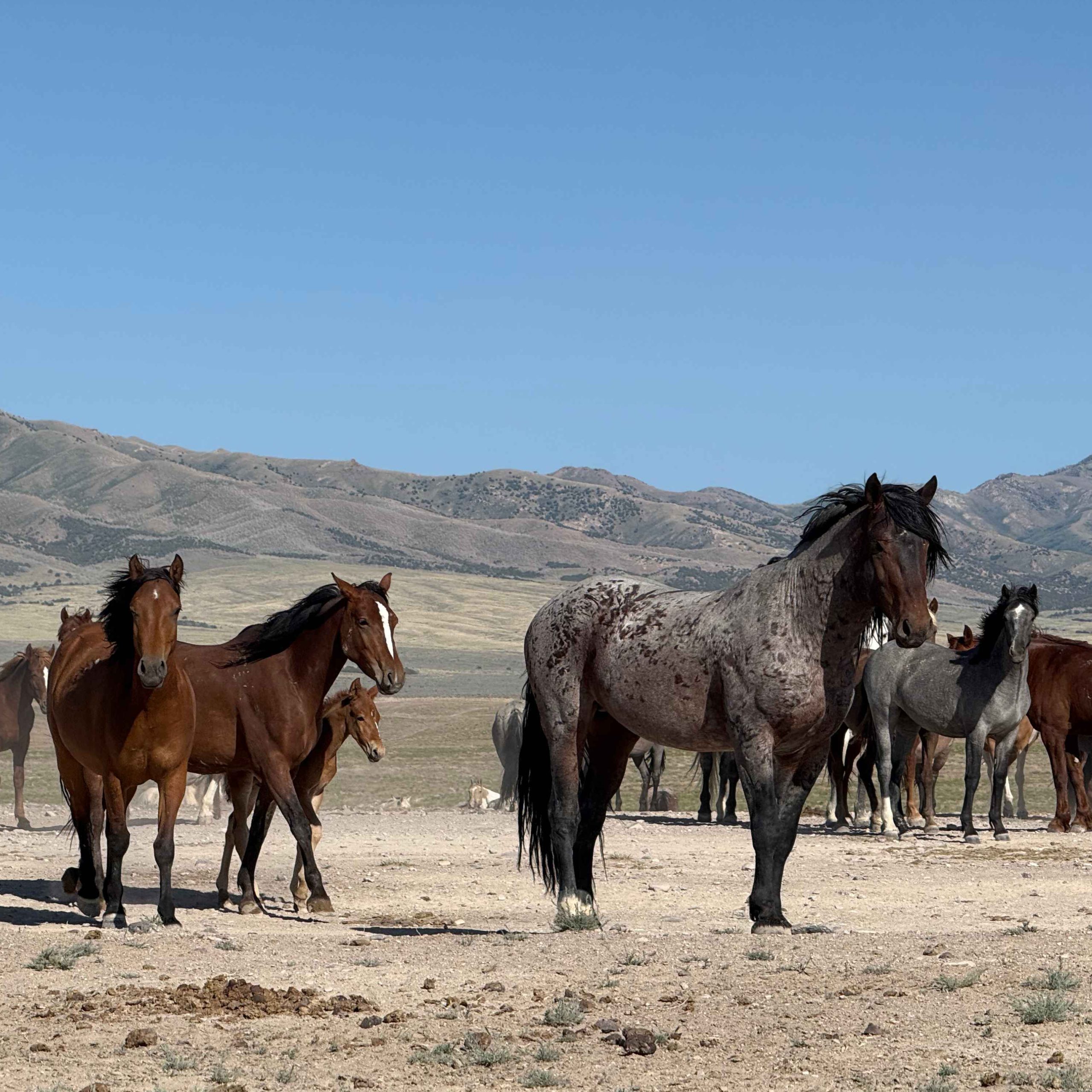 Herd stallion standing guard over his horses.