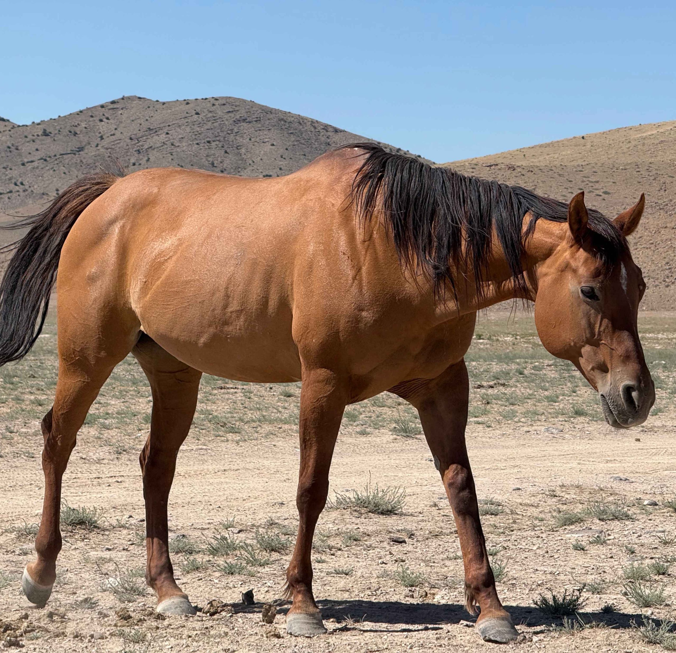 The Brown Mare Holding Space Brown wild mare standing alone with soft eyes.