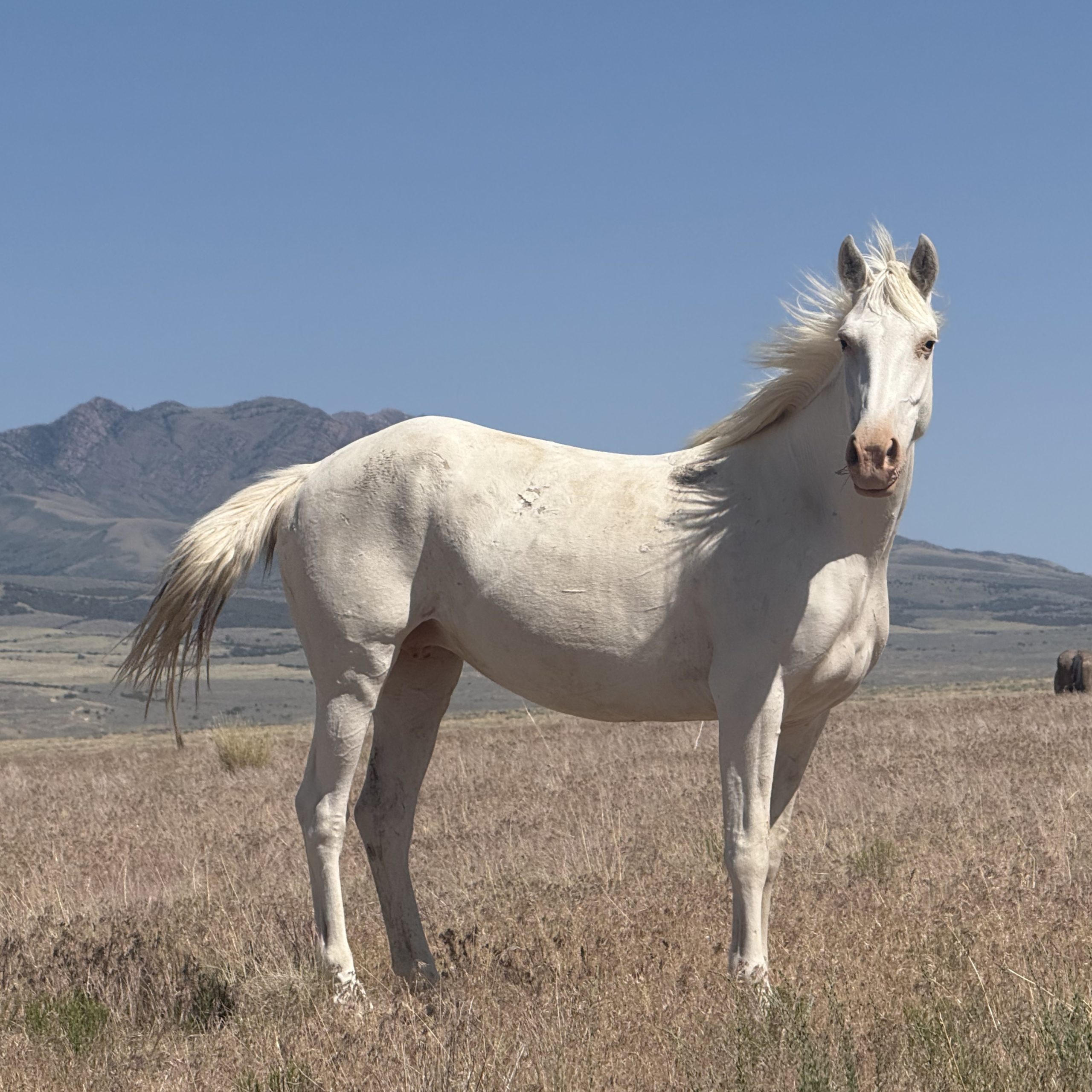 The White Mare and Her Quiet Wisdom Single white wild mare standing calm.