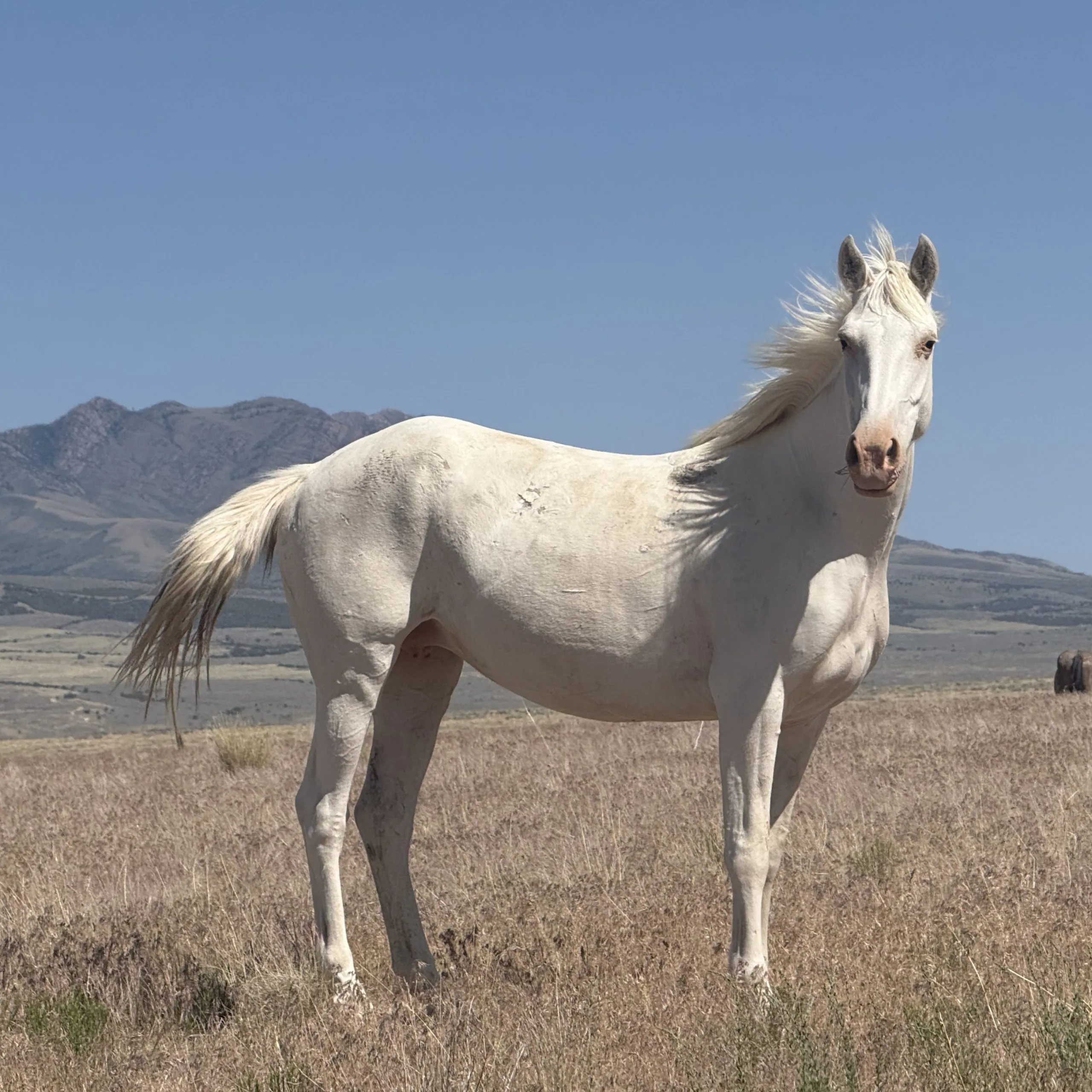 Single white wild mare standing calm.