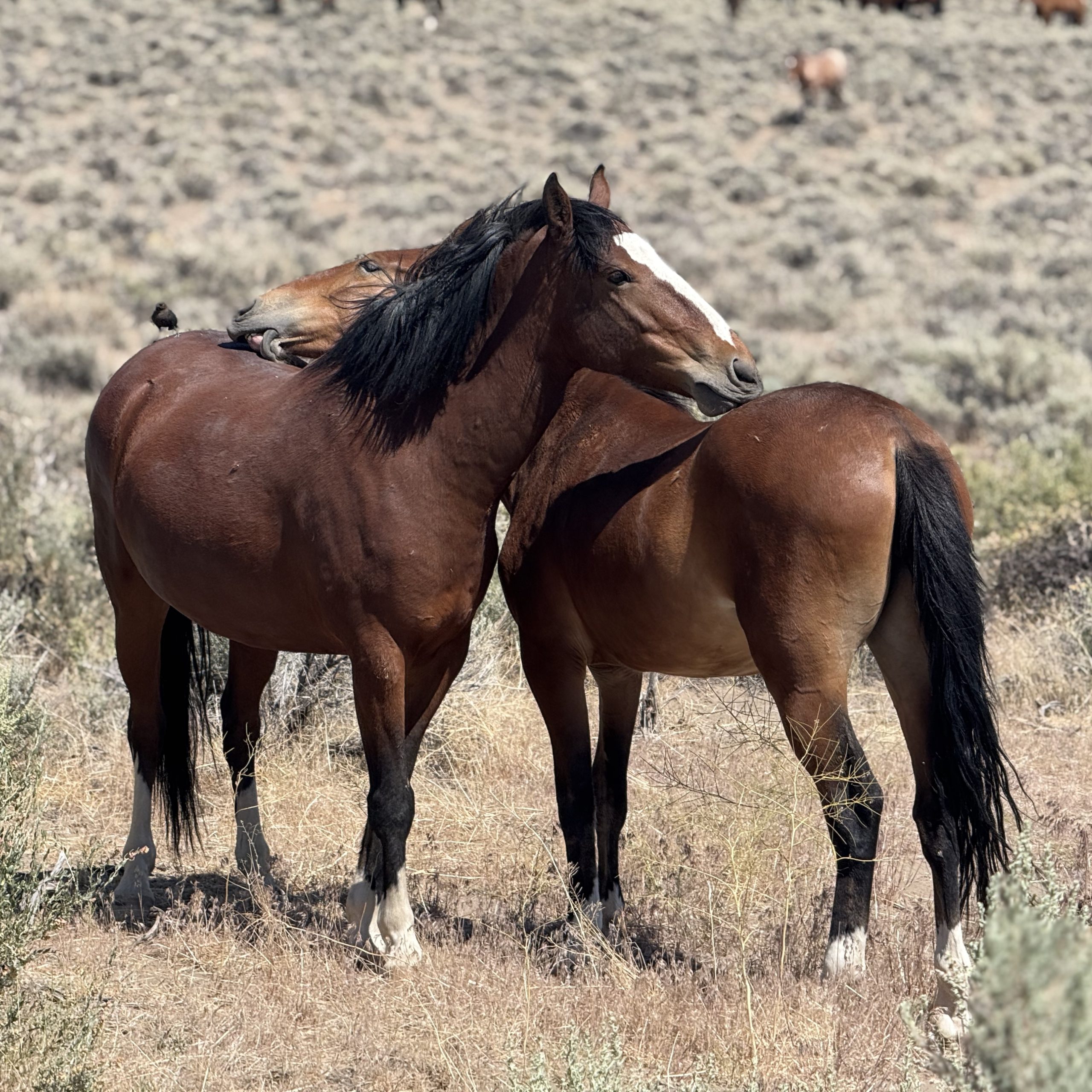 A mustang mare and her filly grooming and touching gently in trust.