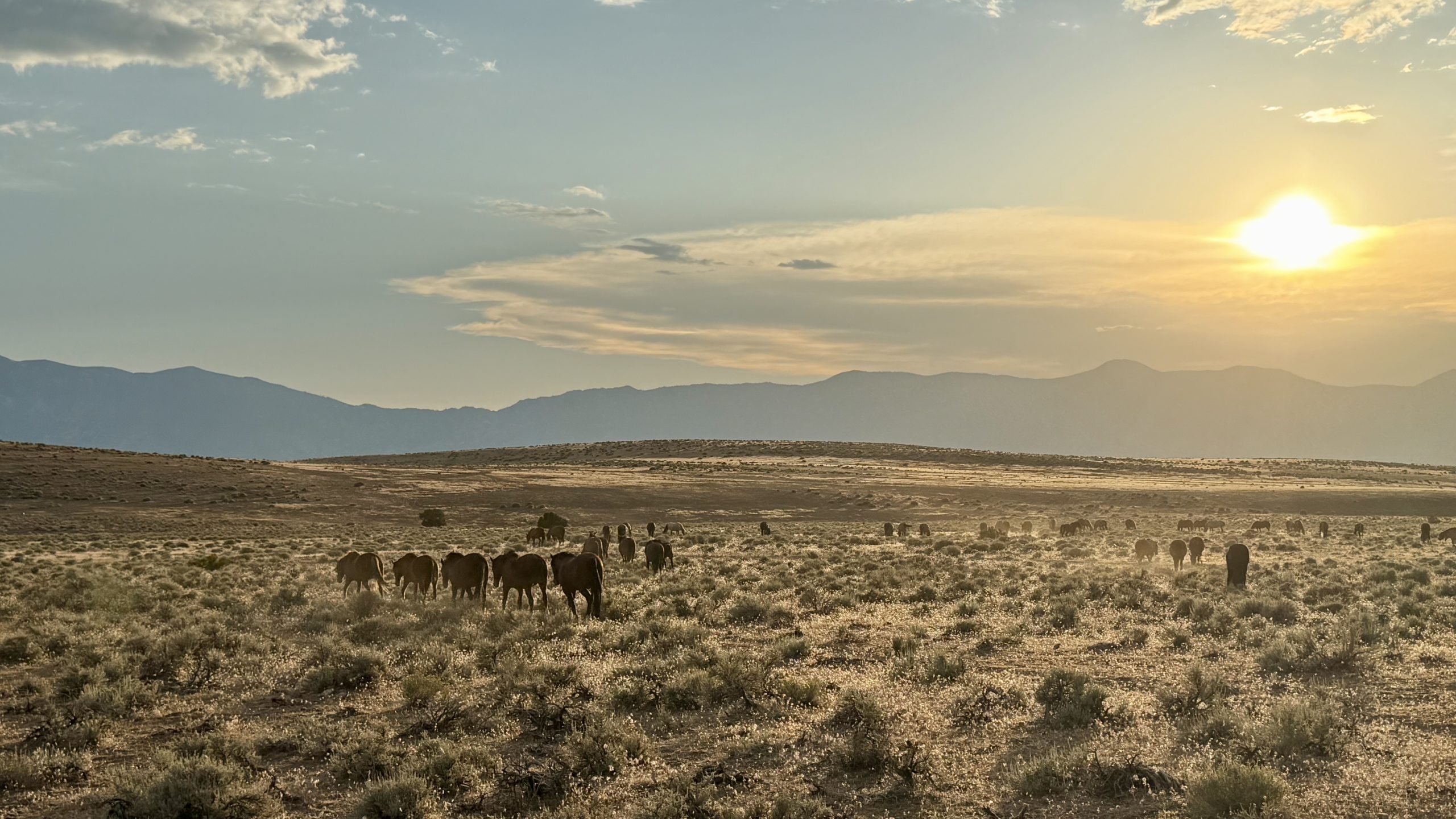 Group of wild horses walking into the sunset together.