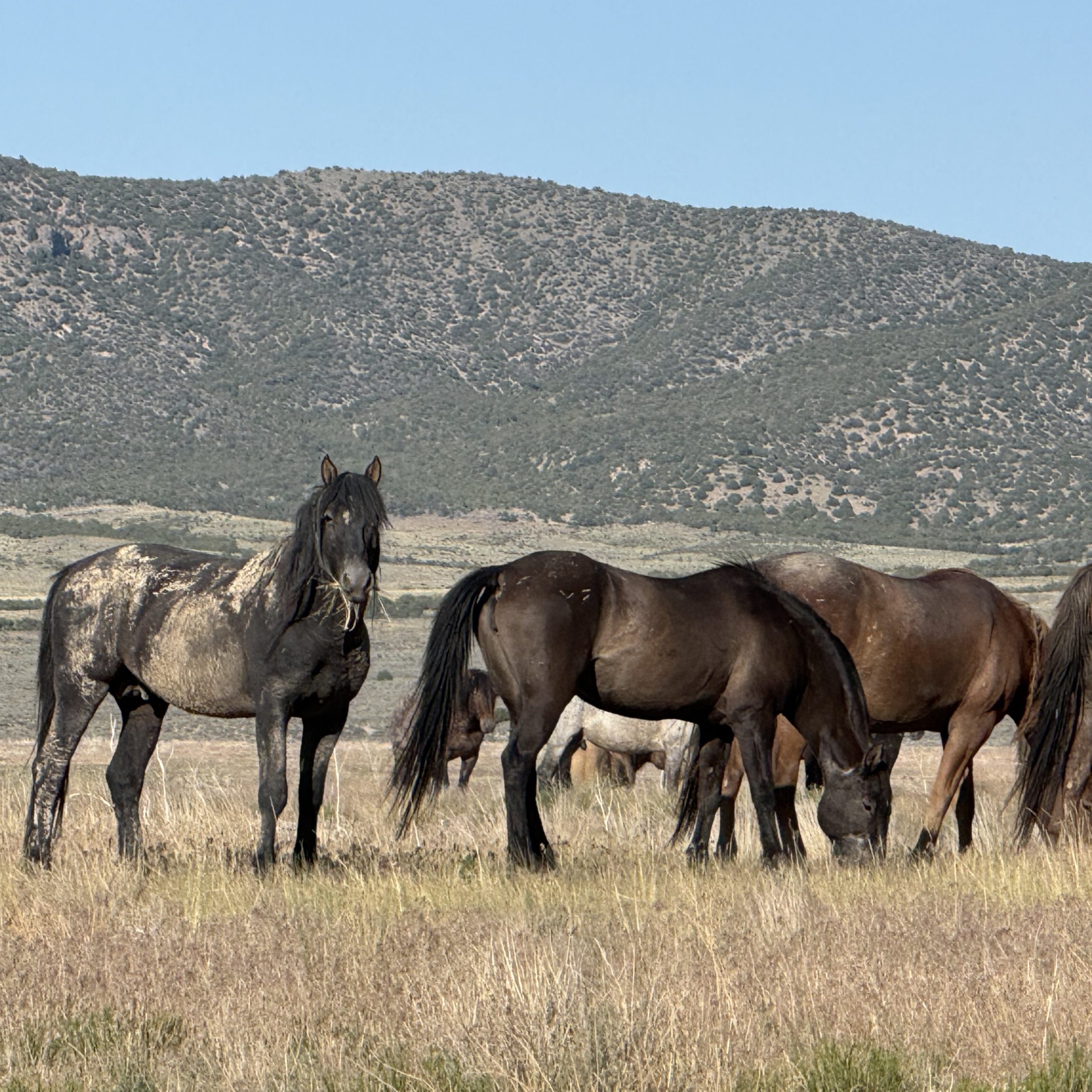 Wild horse leading others with calm presence. Wild horse leading others with calm presence.