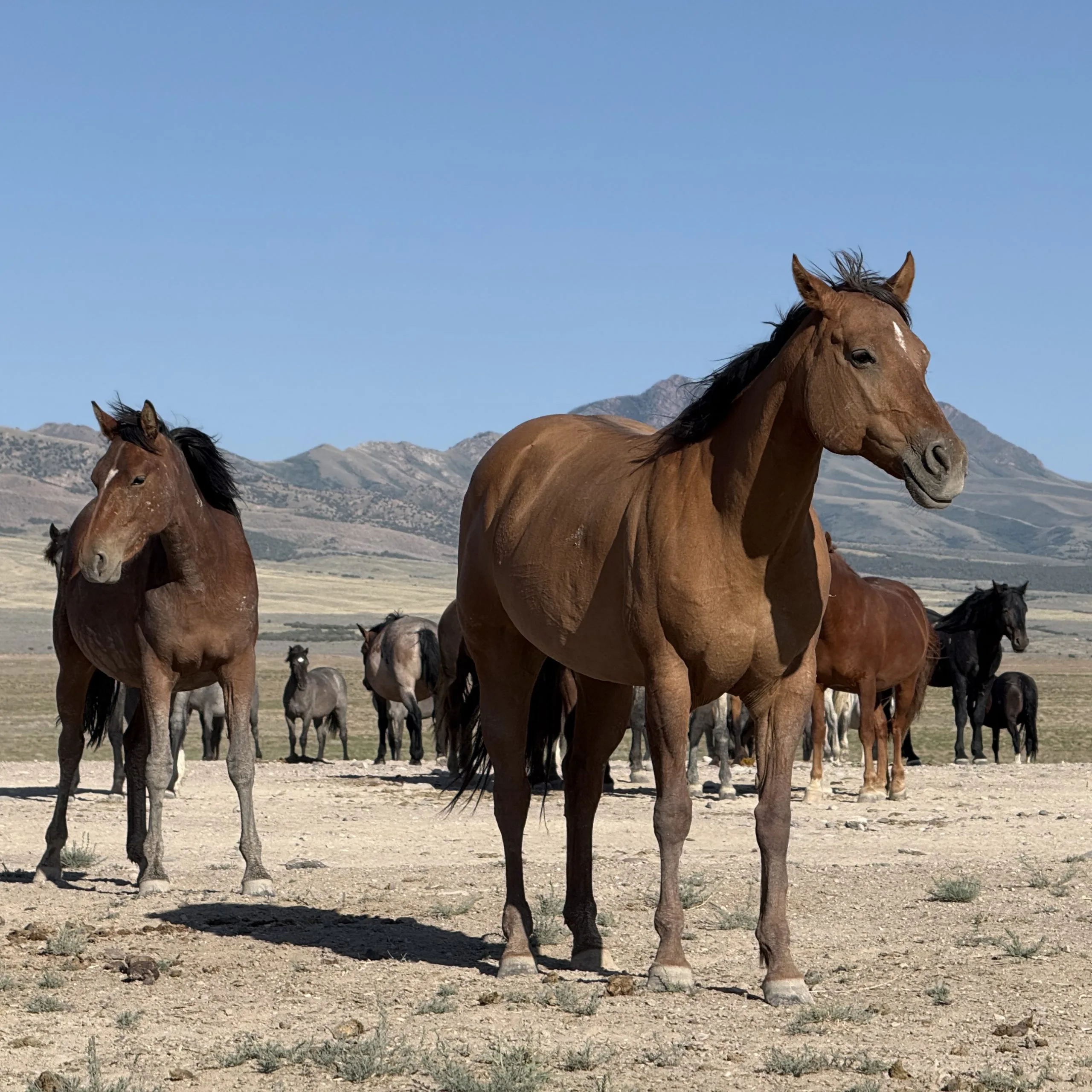 Wild mares standing together calmly.