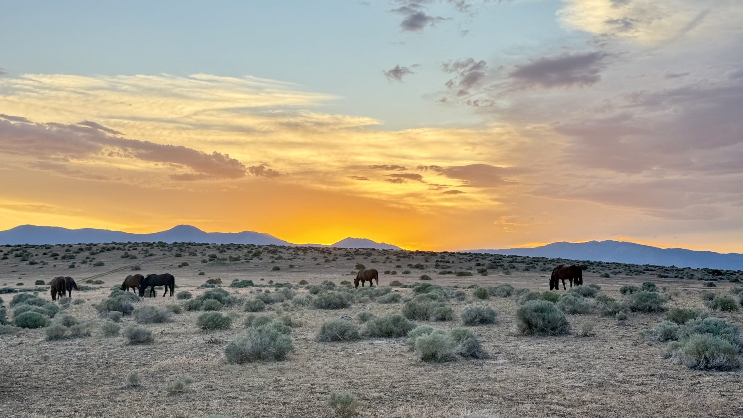Wild herd grazing freely under safe watch.