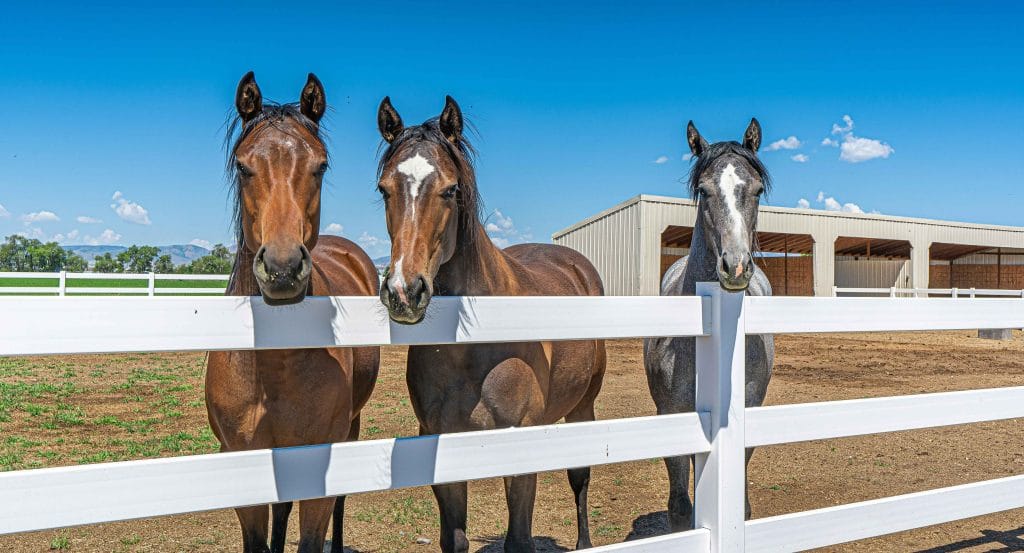 Three horses standing at a paddock fence, each showing different expressions and body language.