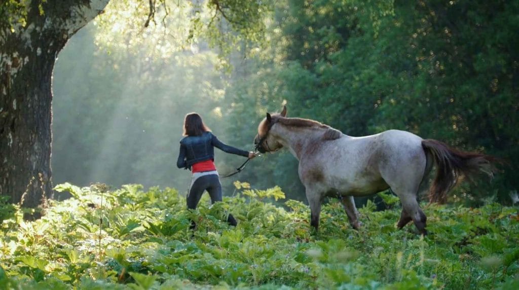 Woman leading a calm but heavy-moving horse through a green field.