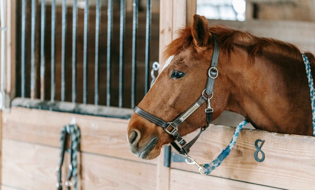 Tied horse in a stall showing signs of tension and stress.