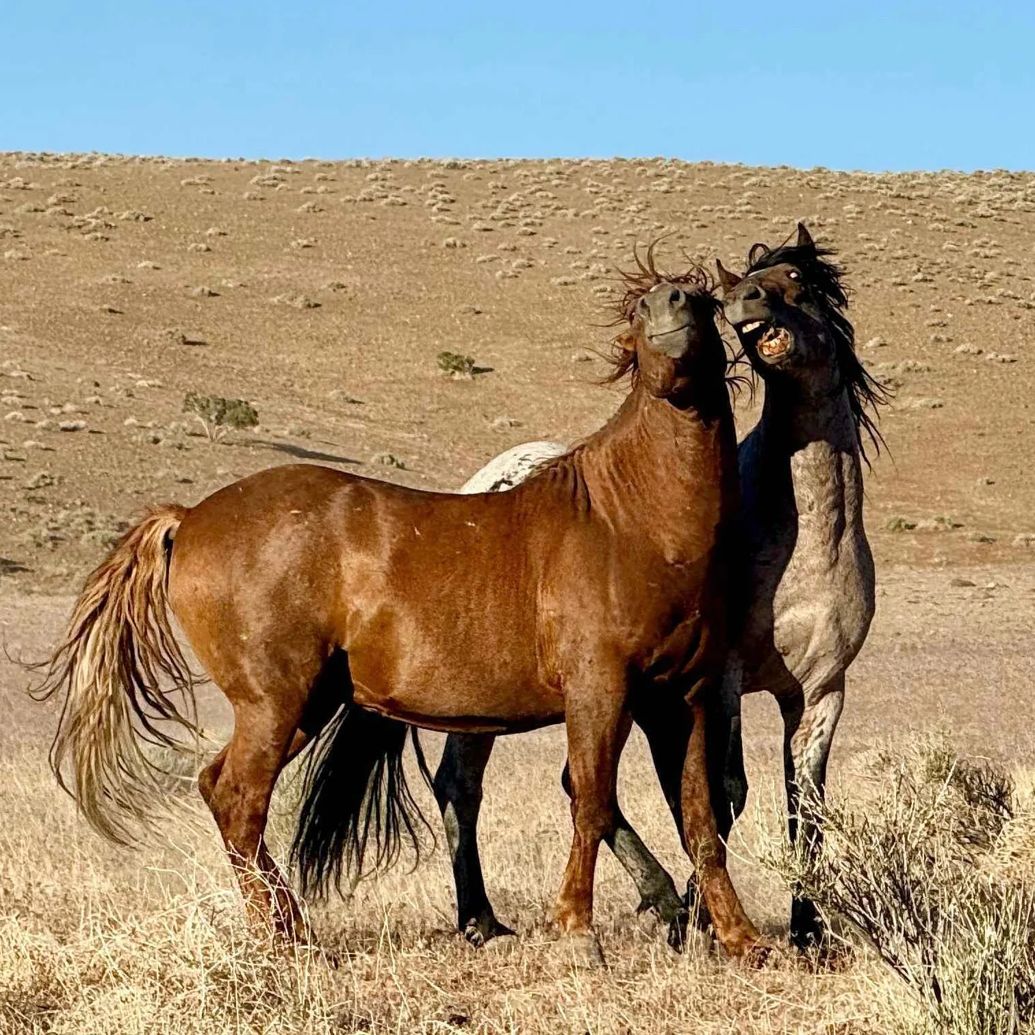Two wild mustangs playing together in the Nevada desert, showing natural horse communication and herd behavior.