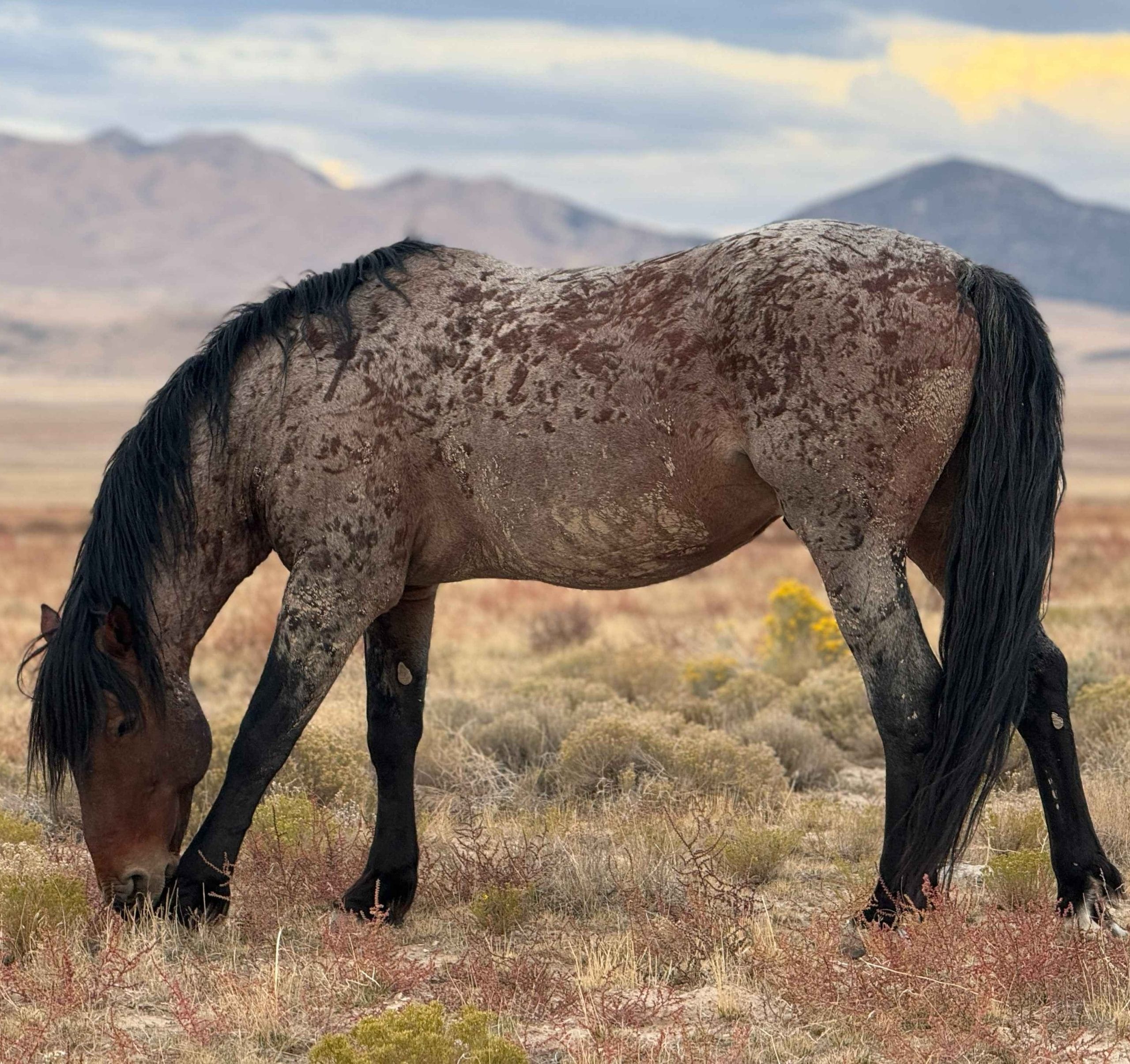 Wild mares standing together calmly.