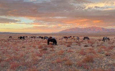 Belonging Can’t Be Trained – It Can Only Be Invited