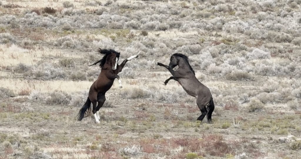 Two wild stallions rearing during a confrontation on open range, often interpreted as dominance behavior in horses.