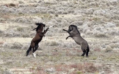 Rethinking Hierarchy in Horses: If It Looks Like Dominance, It Probably Isn’t