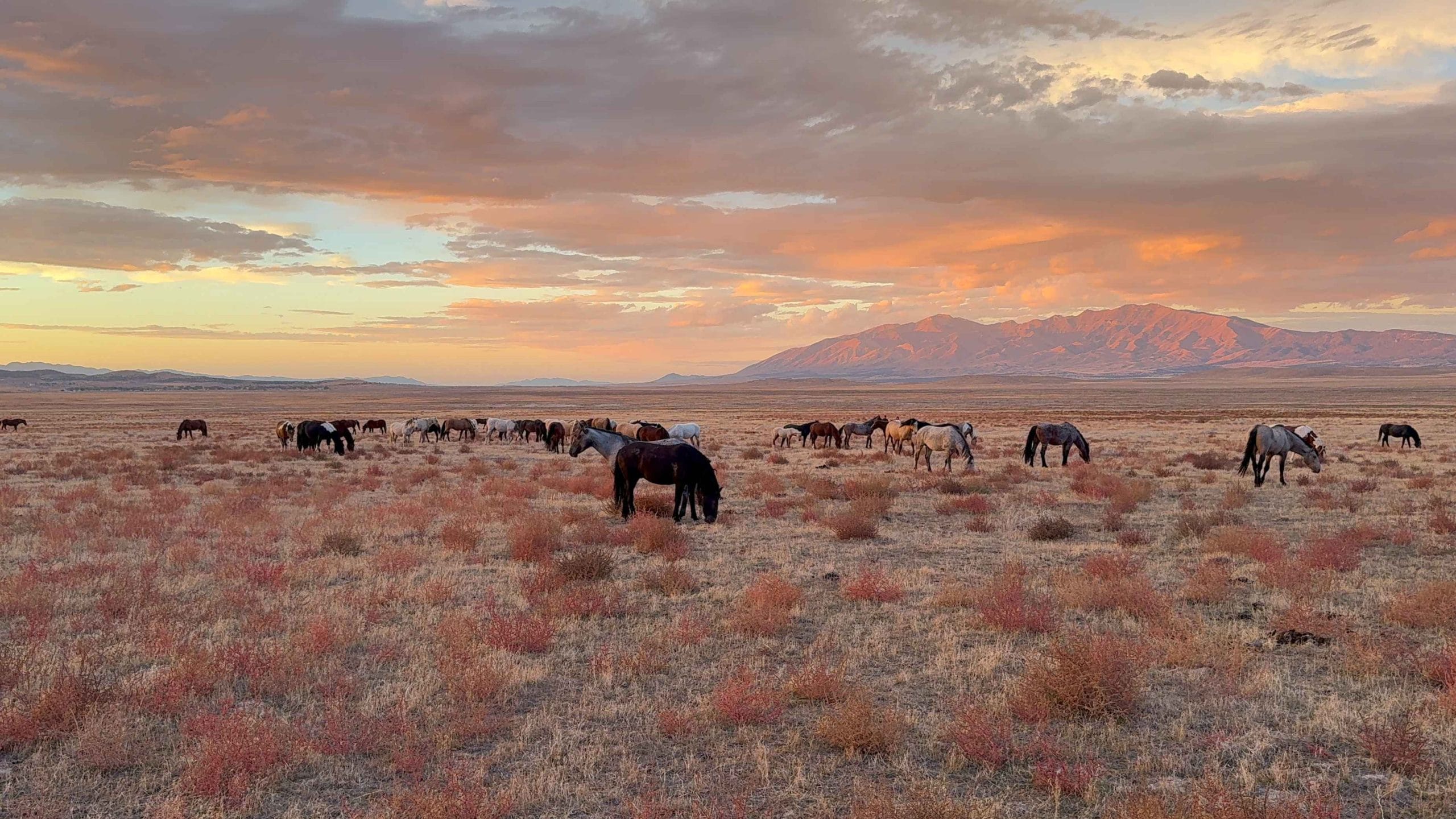 Verband Sonnenuntergang_11zon Group of wild horses walking into the sunset together.