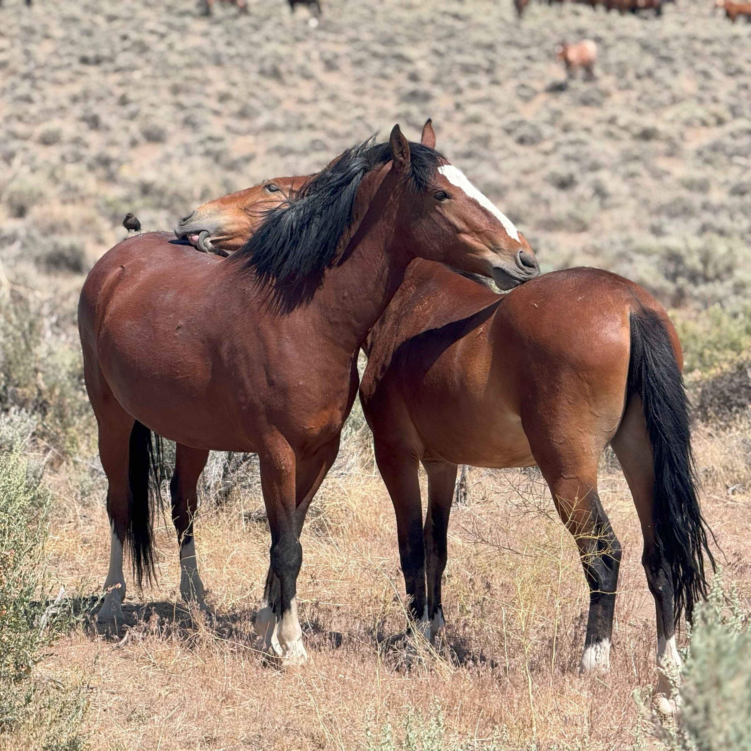 Single white wild mare standing calm.