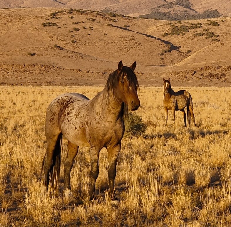 A mustang mare and her filly grooming and touching gently in trust.