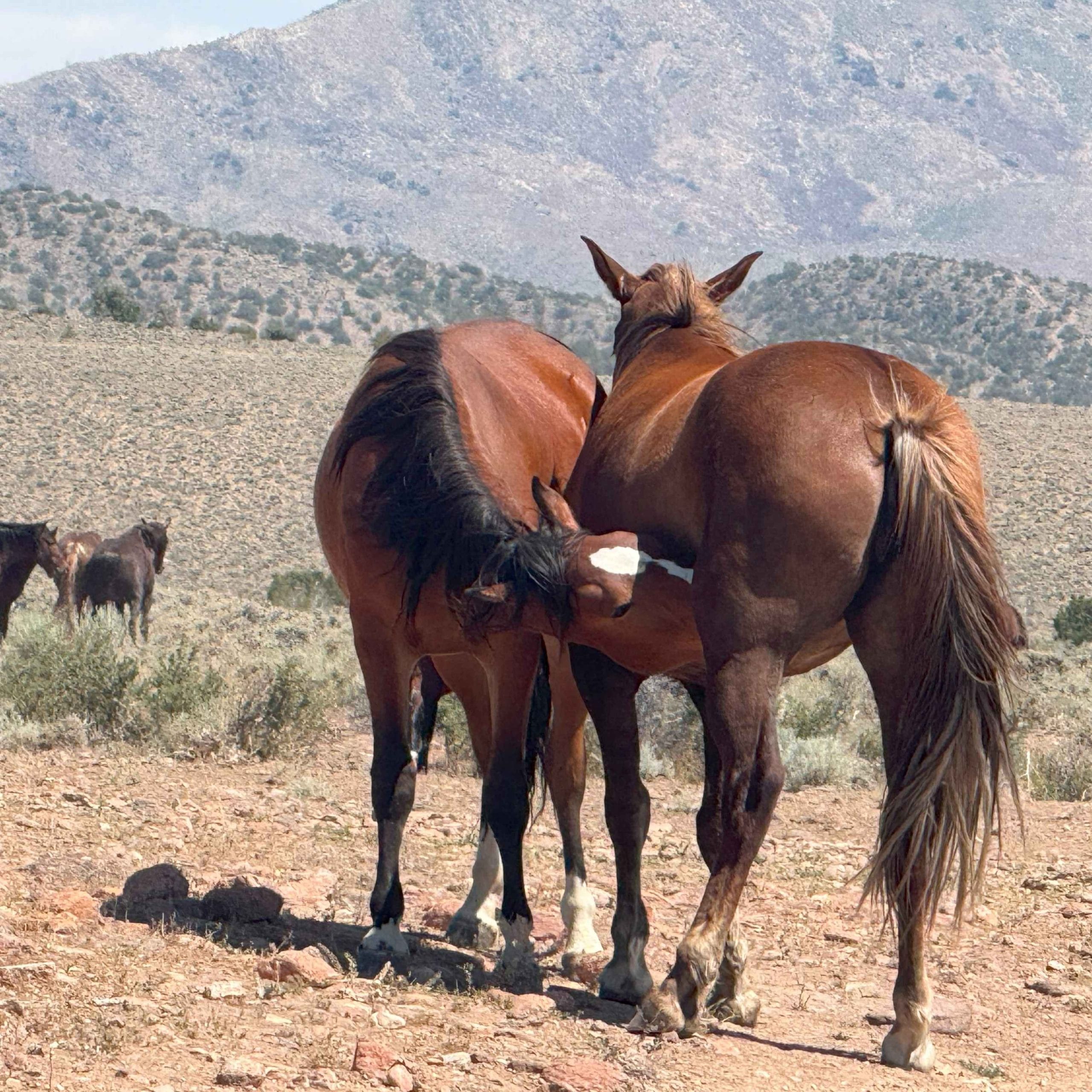 A mustang mare and her filly grooming and touching gently in trust.