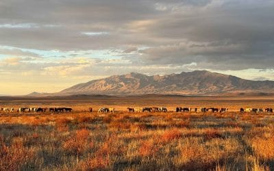 Wild Horse Roundups: The Damage That Doesn’t End When the Helicopters Leave