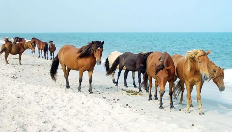 Free-ranging horses on Assateague Island managed through fertility control