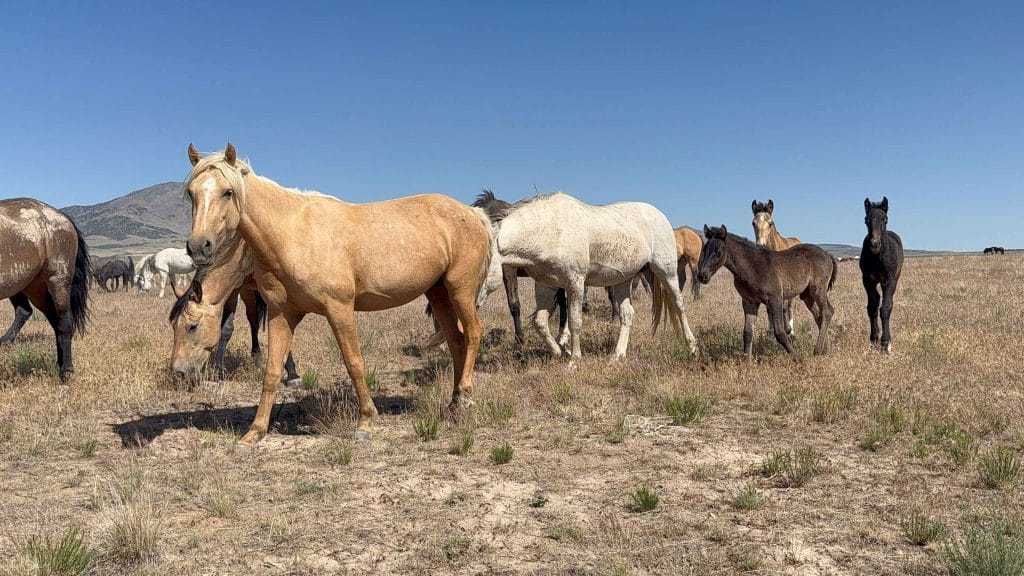 Wild horses forming new social band structure after removal event