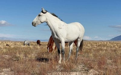 Why Just the ‘Right Signal’ Isn’t Enough – And What Your Horse Needs Instead