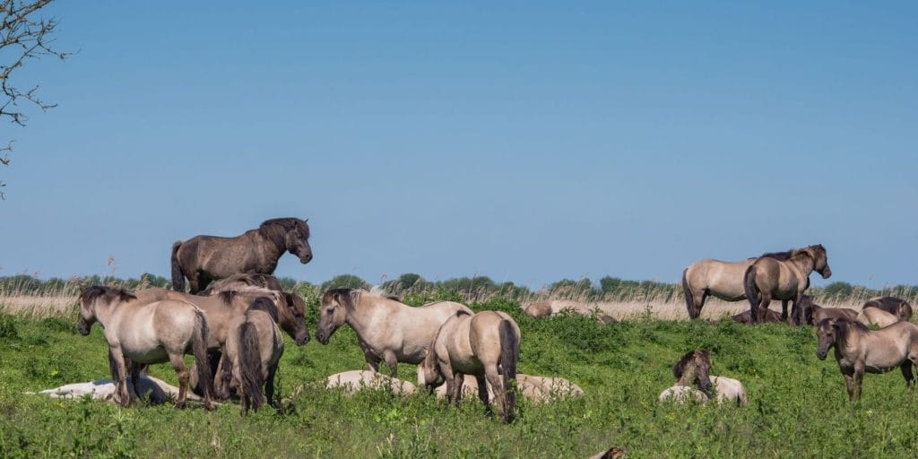 Konik horses in European rewilding project maintaining stable herd structure.