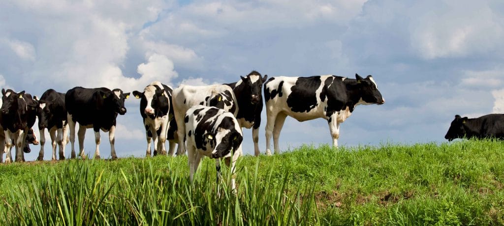 Group of black and white cows standing in a grassy field, looking toward the camera. Cow encounter during horse walk