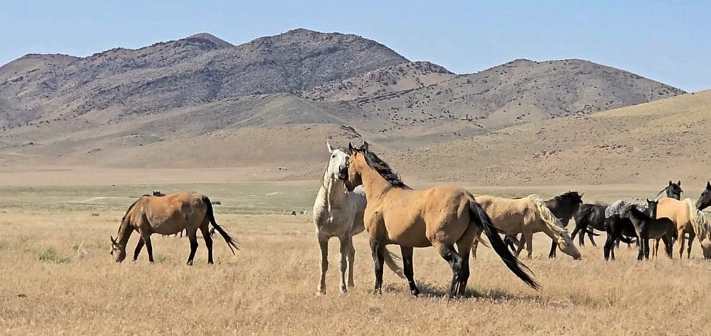 Two wild horses reuniting in a newly formed band after previous separation