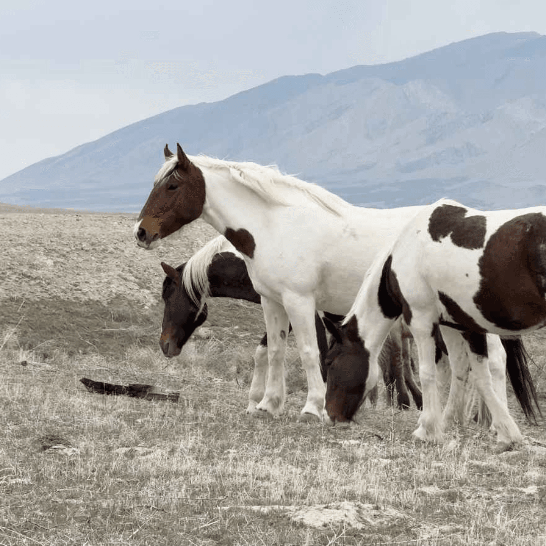 Single white wild mare standing calm.