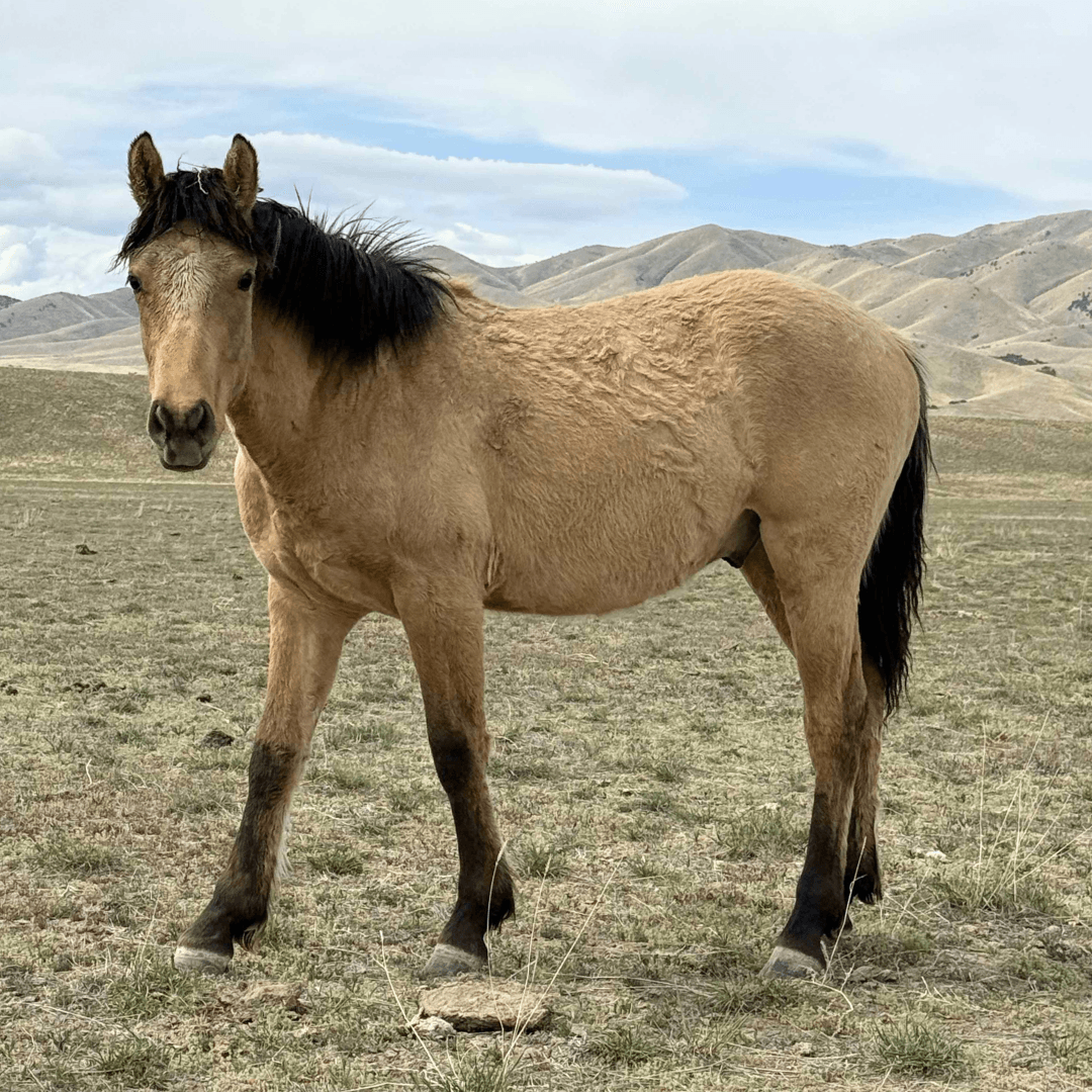 Single white wild mare standing calm.