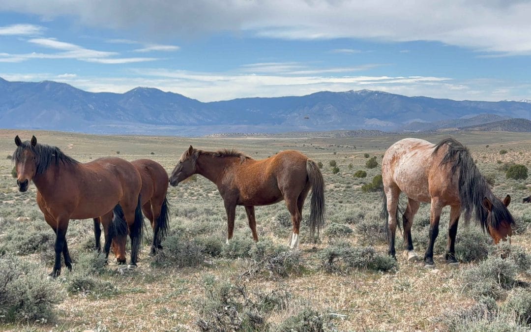 Do Horses Really Need a Job? Or Is This the Wrong Question?